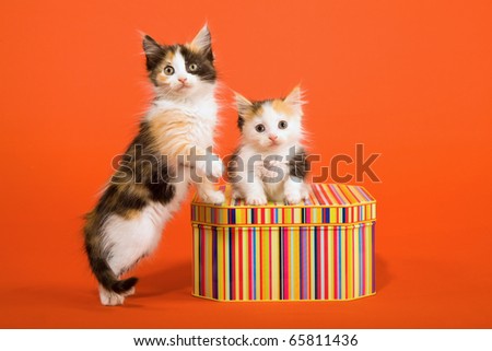 calico munchkin cat