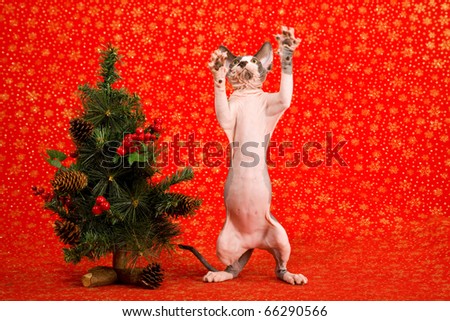 Sphinx cat begging at Christmas tree
