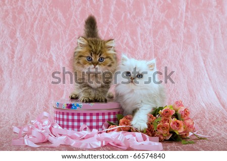 Kittens Roses