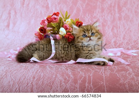 Kittens Roses