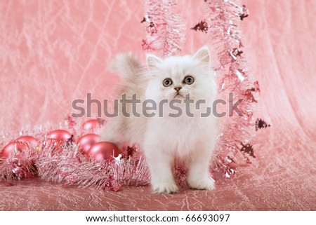 Silver Chinchilla Persian kitten with pink Christmas decorations