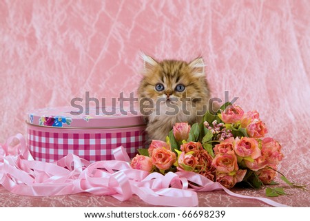 Golden Chinchilla Persian kitten with pink roses and ribbon