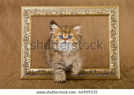 Chinchilla Persian kitten stepping out of picture frame