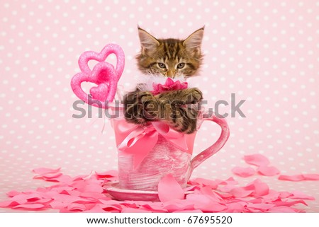 Valentine kitten in pink cup with hearts and rose petals