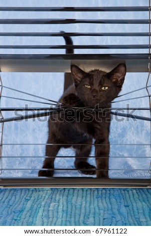 Kitten In Blinds