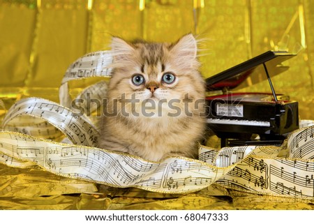 Golden Chinchilla Persian kitten lying on gold foil background with ribbon of musical notes and miniature grand piano