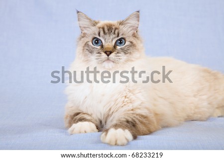 Lynx Ragdoll Cat