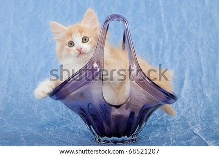 NFC kitten sitting inside purple glass vase on blue background