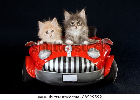 NFC kittens with soft toy car on black background