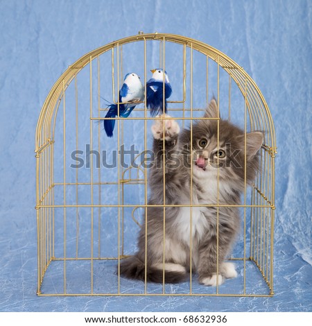NFC kitten in gold bird cage with tongue sticking out, waving paw