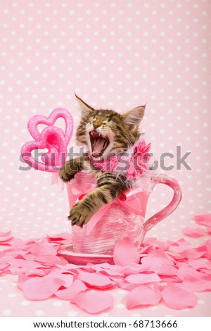 Kittens And Valentines