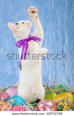 Easter kitten reaching up, standing amongst Easter eggs