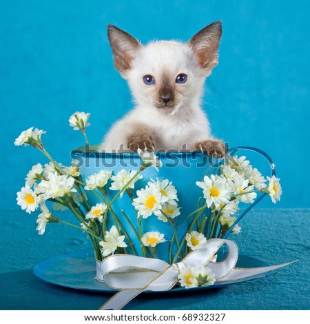 Cute Siamese kitten in large cup decorated with daisies flowers