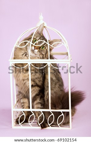 Coon Cages