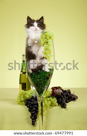 NFC kitten sitting inside large wine glass with grapes