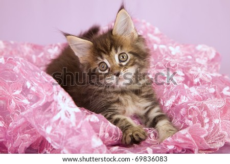 Pretty Maine Coon kitten on pink lace