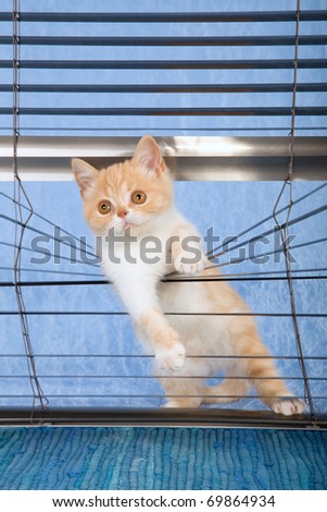 Kitten In Blinds