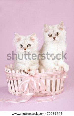 Silver Chinchilla kittens sitting inside woven pink basket with bow