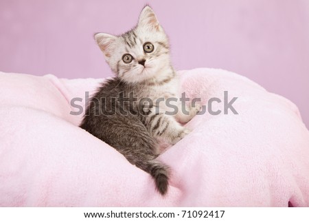 Silver mackerel tabby kitten on soft pink background