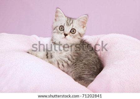Silver mackerel tabby kitten sitting on pink lilac background fabric
