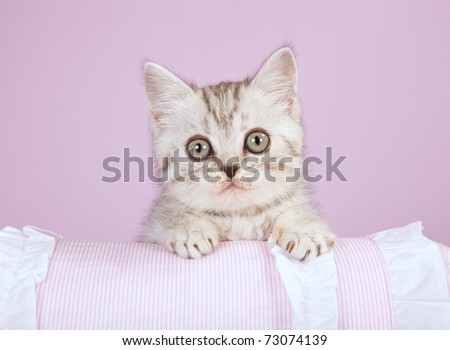 Cute Silver kitten on pink pillow