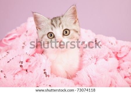 Scottish Fold kitten on fur blanket