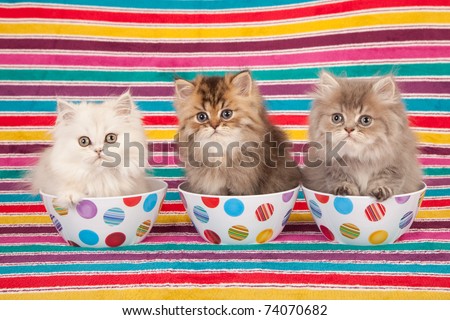 Silver and Golden Chinchilla Persian kittens in colorful bowls on striped background