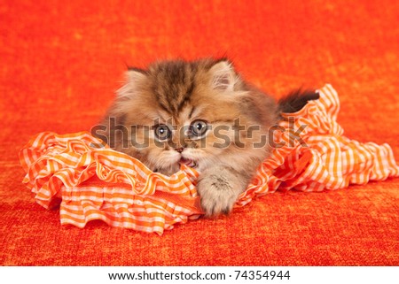 Naughty Golden Chinchilla Persian kitten biting into frill