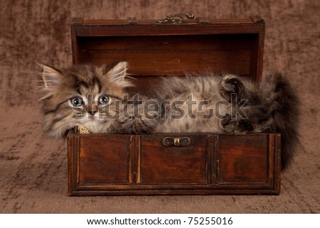 Golden Chinchilla kitten in miniature treasure chest