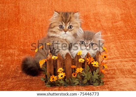 Golden Chinchilla Persian kittens sitting inside wooden box with orange daisies flowers