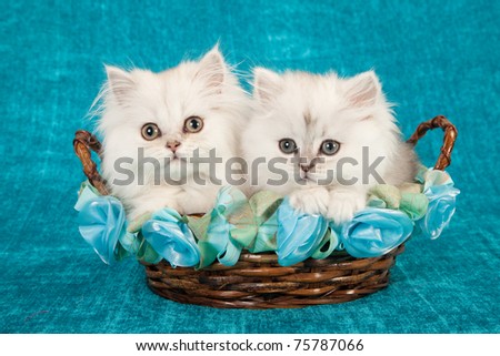 Silver Chinchilla kittens sitting inside basket on green teal blue background