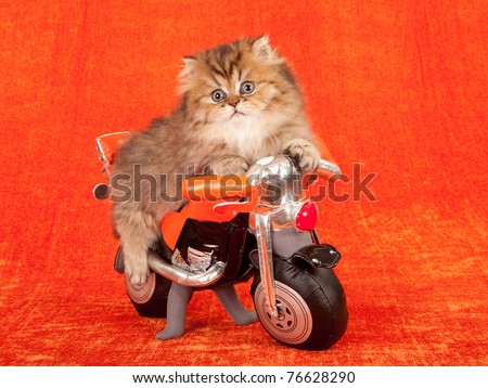 Kitten sitting on toy motorbike on orange background