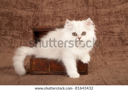 Silver Chinchilla kitten in wooden treasure chest box