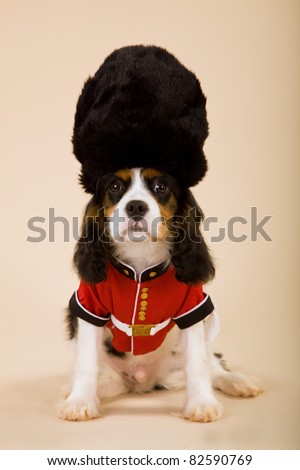 King Charles Cavalier spaniel puppy with palace guard uniform and hat