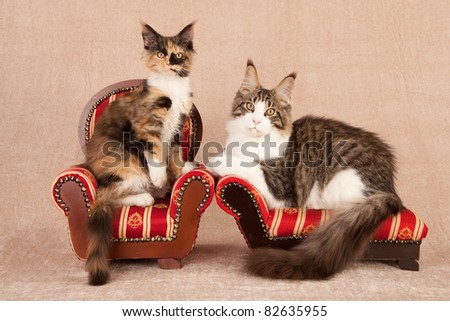 2 Maine Coon cats on chair sofa