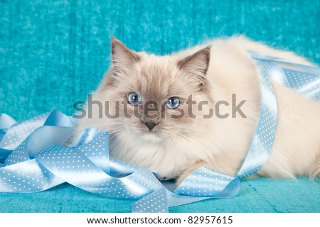 Blue Mitted Ragdoll cat on blue background with blue ribbons
