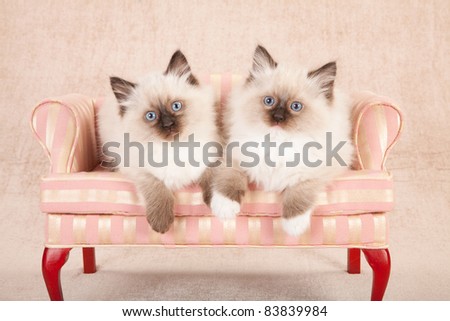 Ragdoll kittens on pink couch sofa chair