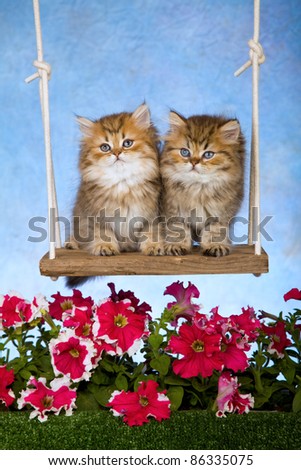 Golden Chinchilla kittens on garden swing with flowers