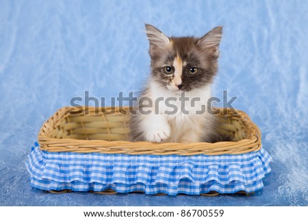 Kitten sitting inside woven basket on blue background