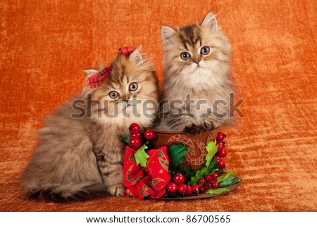 Golden Chinchilla kittens inside Christmas cup on orange background