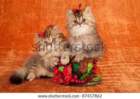 Golden Chinchilla kittens with Christmas decorations