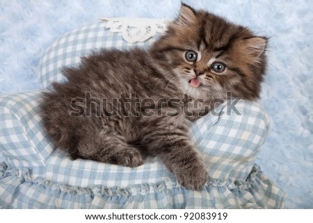 Golden chinchilla persian kittens on blue gingham chair on blue background
