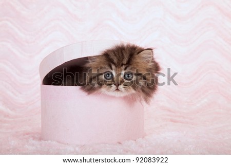 Golden chinchilla persian kitten in pink gift box on pink background