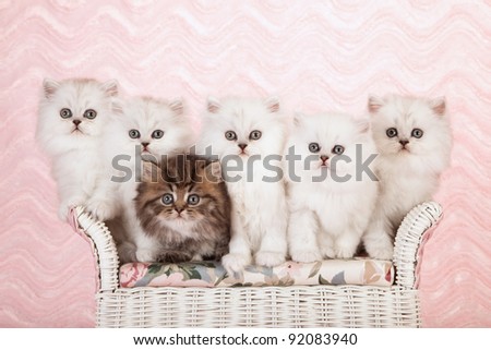 Silver and golden chinchilla persian kittens on wicker bench pink background