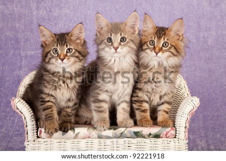 Moggy Kittens