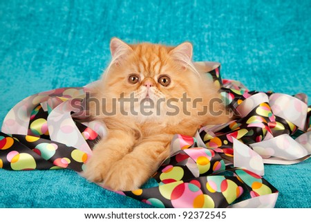 Persian kitten with colorful ribbons on blue teal background