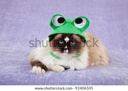 Frog Hat Kitten