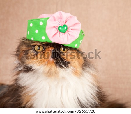 Cute cat kitten with green pink hat