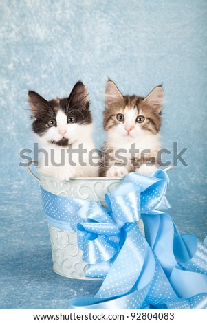 Norwegian Forest Cat kittens in blue bucket with ribbons on blue background