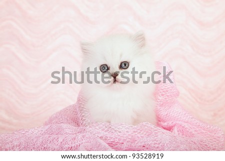 Silver Chinchilla Persian kitten on pink background